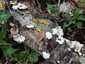Hasadtlemezű gomba (Schizophyllum commune), Dél-Pest